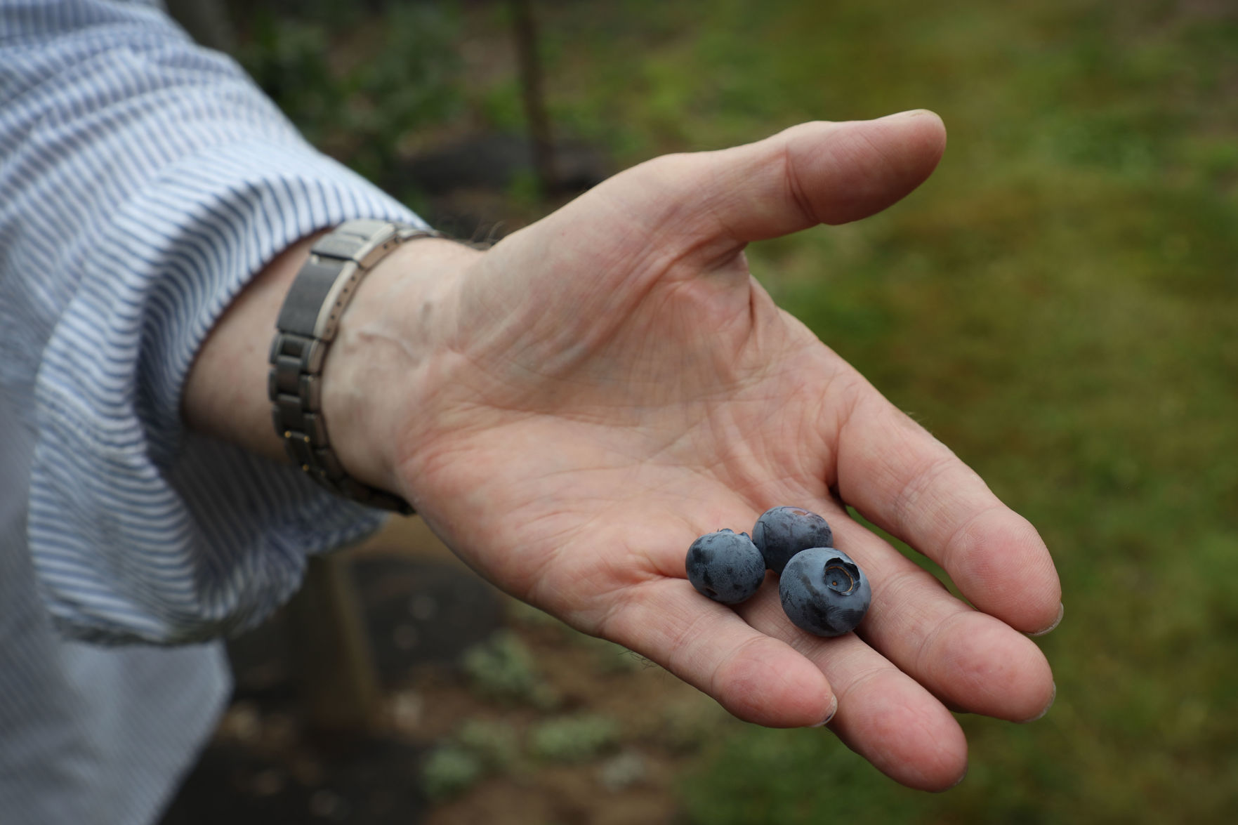 Spartan Blueberries